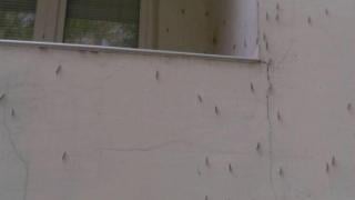 Видинчани изреваха от голяма напаст СНИМКИ