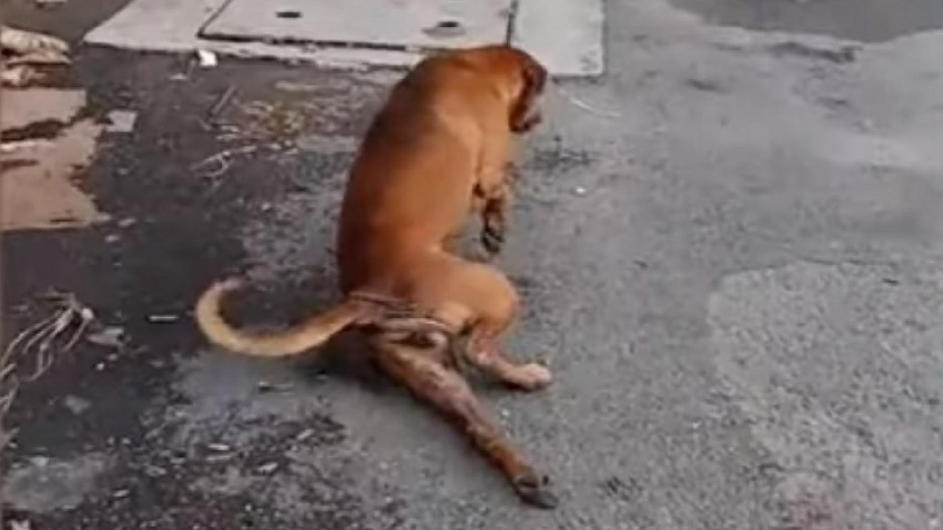 Куче се преструва, че има счупен крак, за да му дадат храна (ВИДЕО)