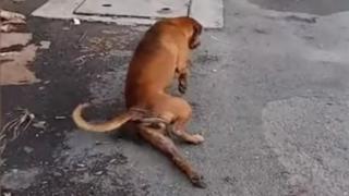 Куче се преструва, че има счупен крак, за да му дадат храна (ВИДЕО)