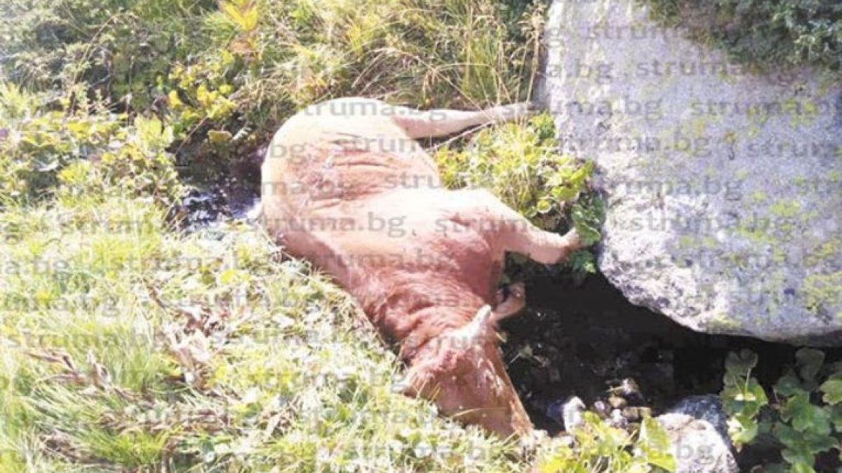 Зловещо: 7 трупа се разлагат край вододайна зона