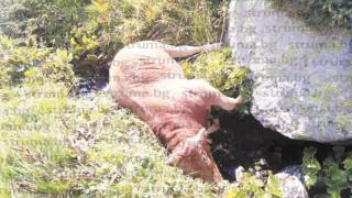 Зловещо: 7 трупа се разлагат край вододайна зона