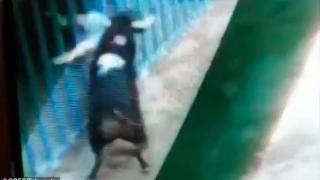 Бик обезглави човек с рогата си на празник в Испания ВИДЕО 18+