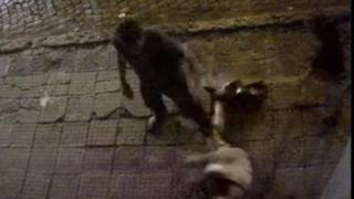  Жрици и сутеньори си спретнаха меле посред нощ в Пловдив ВИДЕО