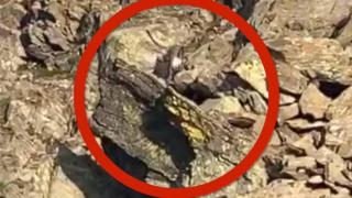 Шок: Германски фотограф засне педя човек лакът брада ВИДЕО 