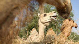 Камила стъпи на лицето на туристка и й счупи ребрата