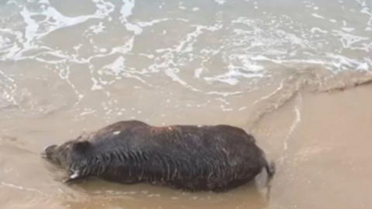 Писъци на плажа в Созопол, морето изхвърли труп на... СНИМКА