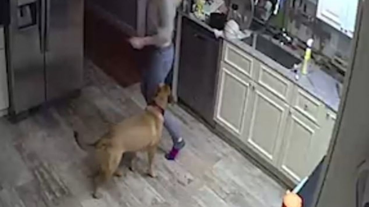 Как девойка изневери на гаджето си с куче ВИДЕО