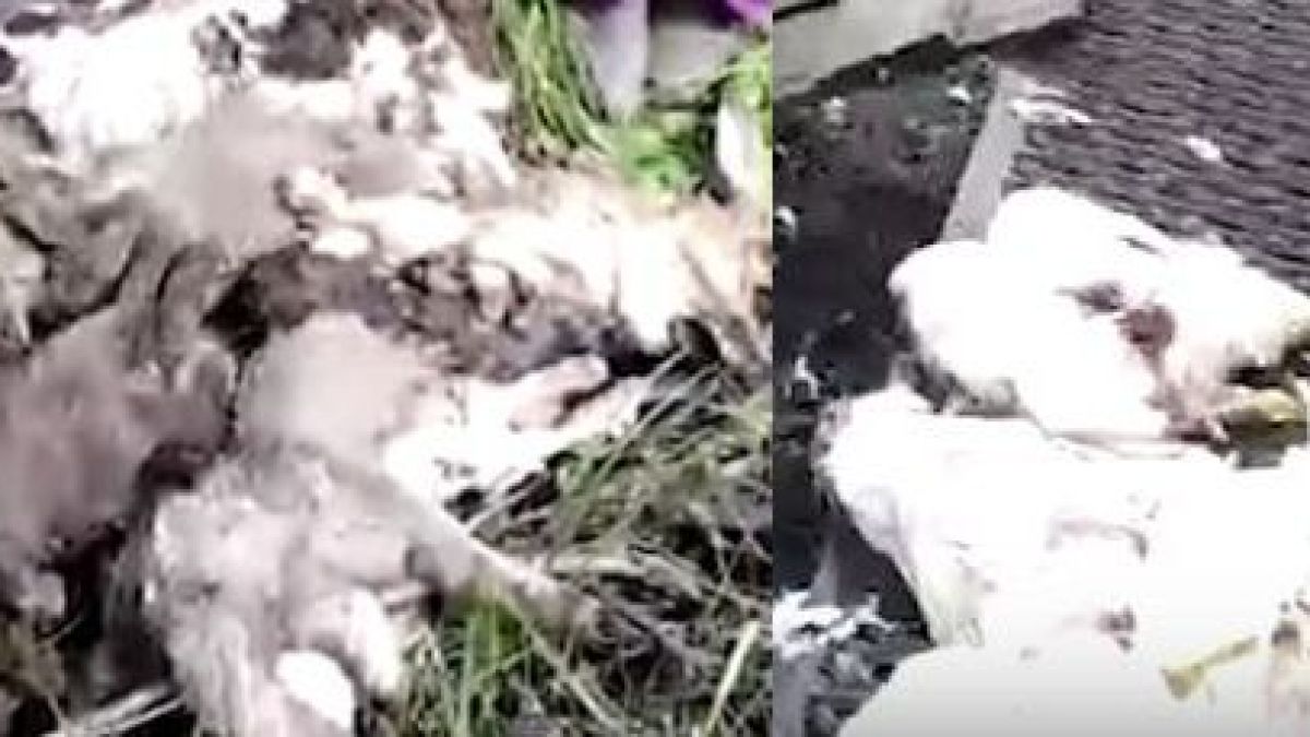 Свиреп звяр броди в Русия и оставя след себе си обезкървени и разпорени трупове 