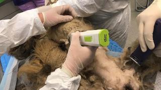 Спасителите останаха изумени какво се крие под всичката тази козина СНИМКИ
