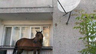 Такова нещо може да се види само в циганската махала на Благоевград СНИМКА