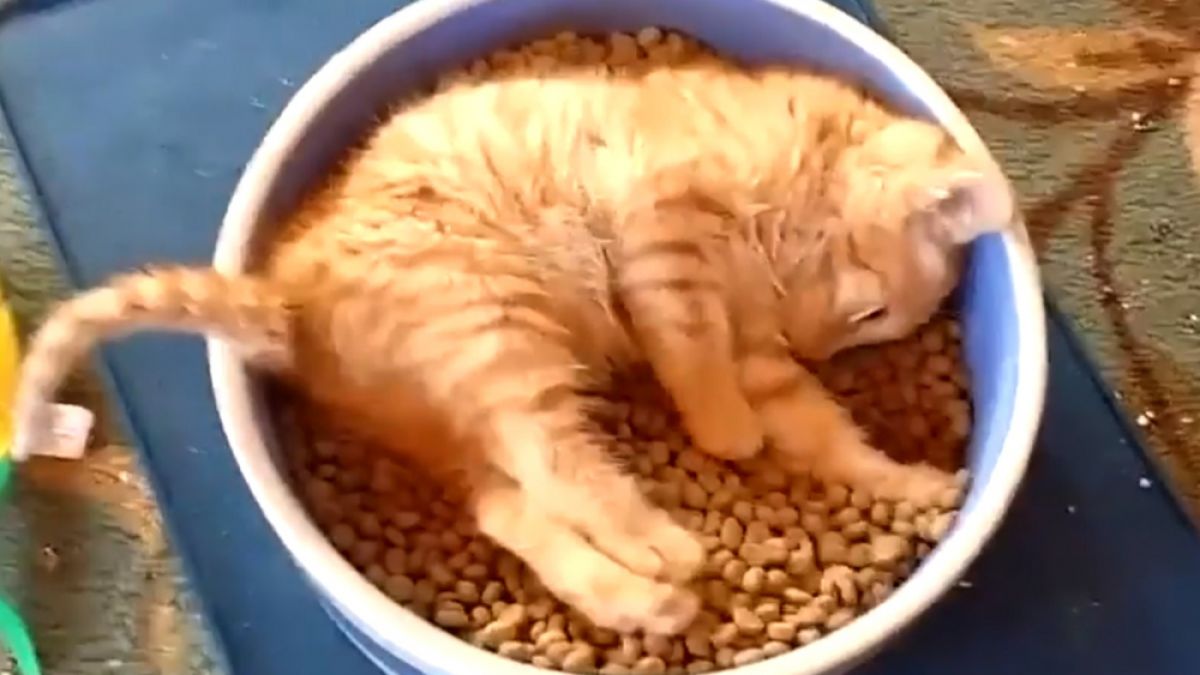 Смешният подход на коте към храната развесели мрежата ВИДЕО