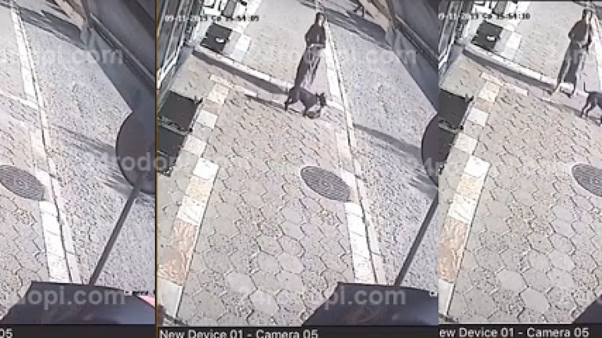 Куче уби малко коте на улицата пред очите на коравосърдечната си стопанка ВИДЕО