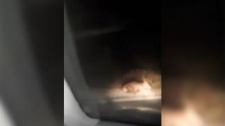 Шофьор на ТИР блъсна нещо в тъмното на пътя Русе - Бъзън и стана мазало ВИДЕО