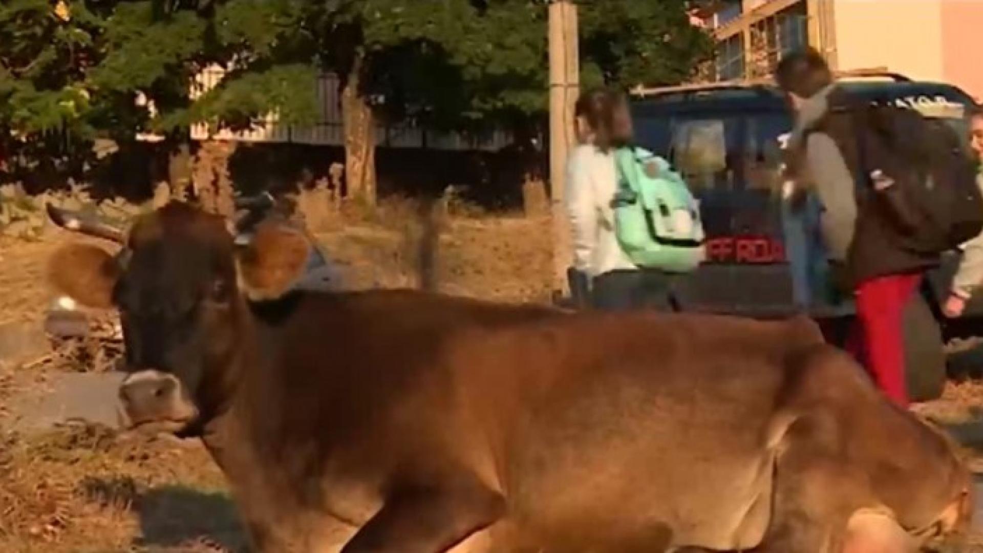 Жена се прави на мечка в Батак, гони крави от училищен двор