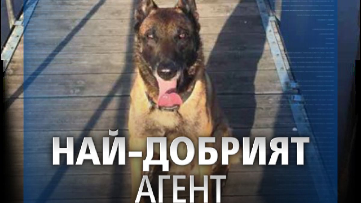 Невероятни истории от живота и службата на най-прочутото куче в България ВИДЕО