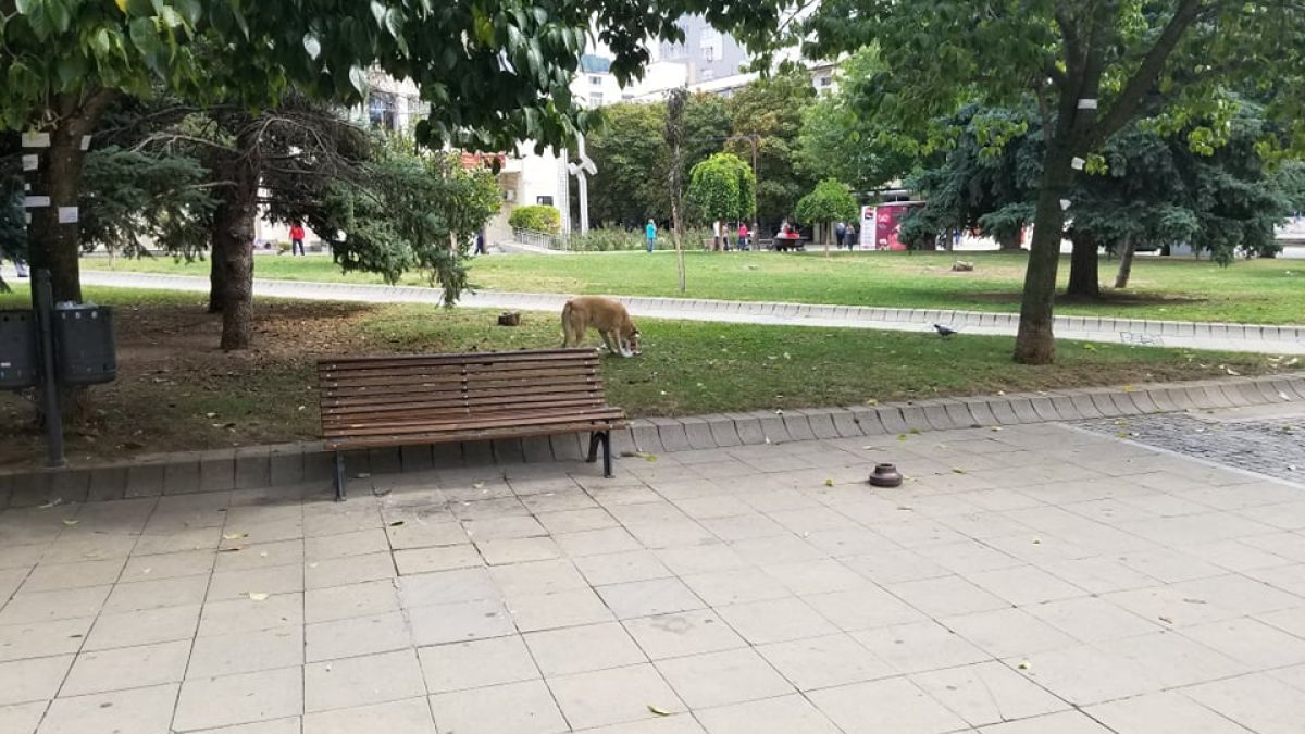 Огромна опасност дебне благоевградчани в центъра на града 