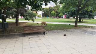 Огромна опасност дебне благоевградчани в центъра на града 