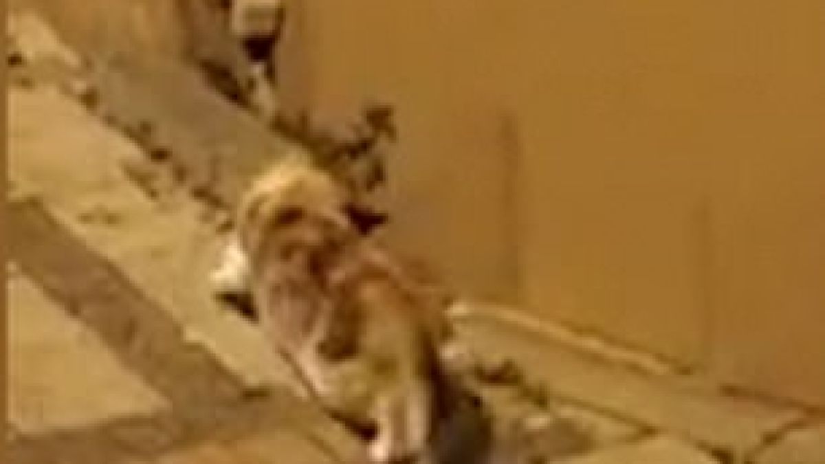 Котка нападна мишка, но получи неочакван отпор и... ВИДЕО