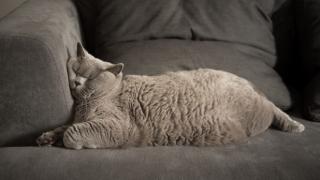 Котарак се чифтоса с цели пет котки за една нощ и се наложи... СНИМКИ