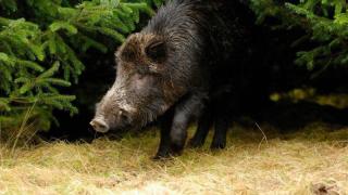 БАБХ бие тревога за страшна напаст, авджиите са предупредени