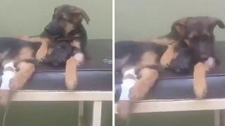 Мрежата се влюби в кученце, което утешава своя събрат в клиника ВИДЕО
