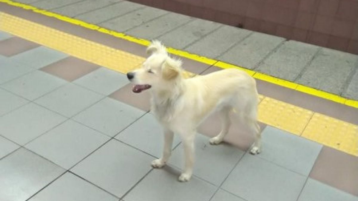 Грозна и жестока постъпка в метростанция в София СНИМКИ