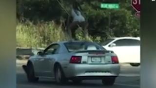 Арест за бесен туърк върху движещ се Мустанг ВИДЕО