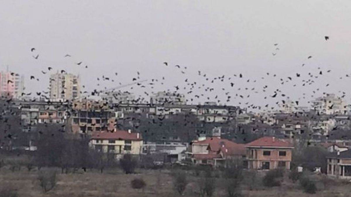 Като във филм на Хичкок! Врани нападат столичани