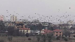 Като във филм на Хичкок! Врани нападат столичани