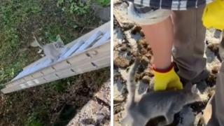 Котенце реши да помогне на собственика си и покори интернет ВИДЕО