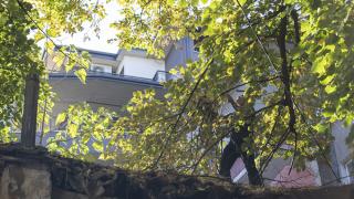 Чудо невиждано пълзи на дърво насред Стара Загора СНИМКИ