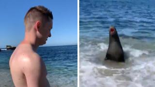 Нападение на морски лъв разсмя мрежата ВИДЕО