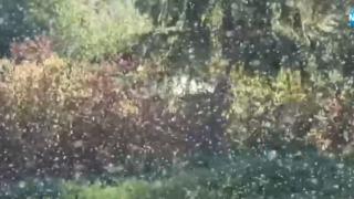 Разград пропищя от гнусно нашествие ВИДЕО