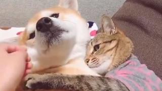 Котка забрани на собственичката си да гали куче и умили мрежата ВИДЕО