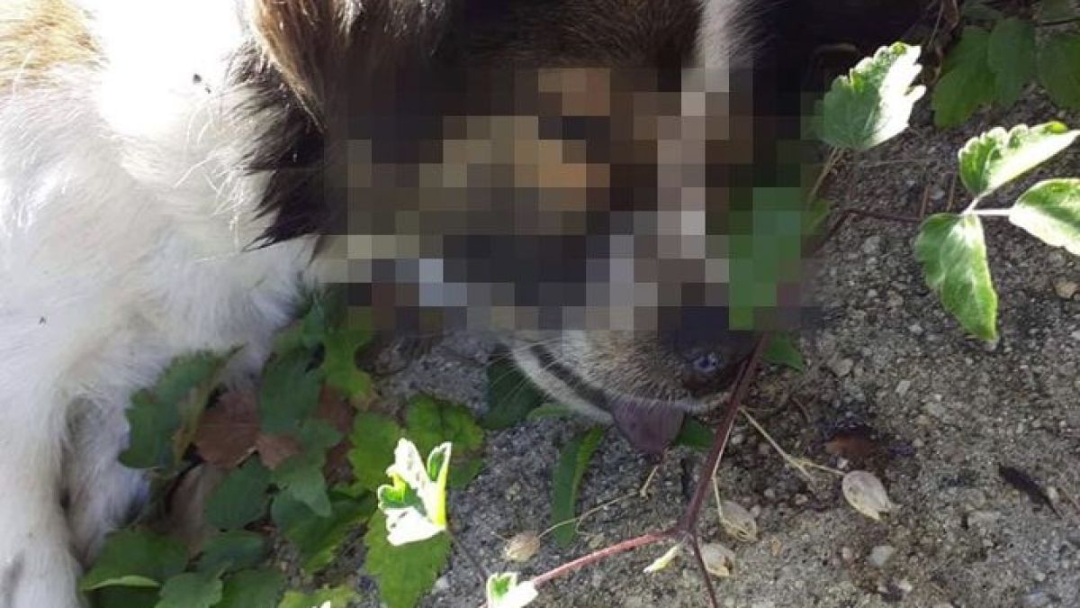 Брутална жестокост потресе Дупница, местните готови да линчуват изверга СНИМКИ