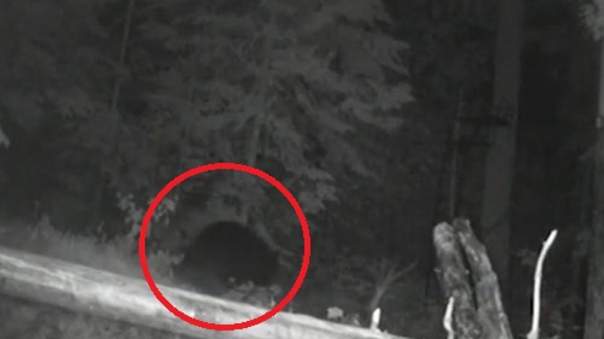 Страшен звяр вилнее в Карловско, хората са в ужас ВИДЕО