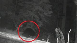 Страшен звяр вилнее в Карловско, хората са в ужас ВИДЕО