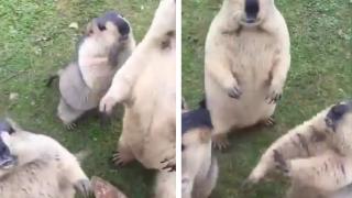 Мармоти влязоха в битка за храна и разсмяха мрежата ВИДЕО