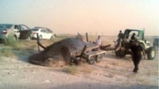 Шок и ужас: Сом човекоядец изяде майка с дете 