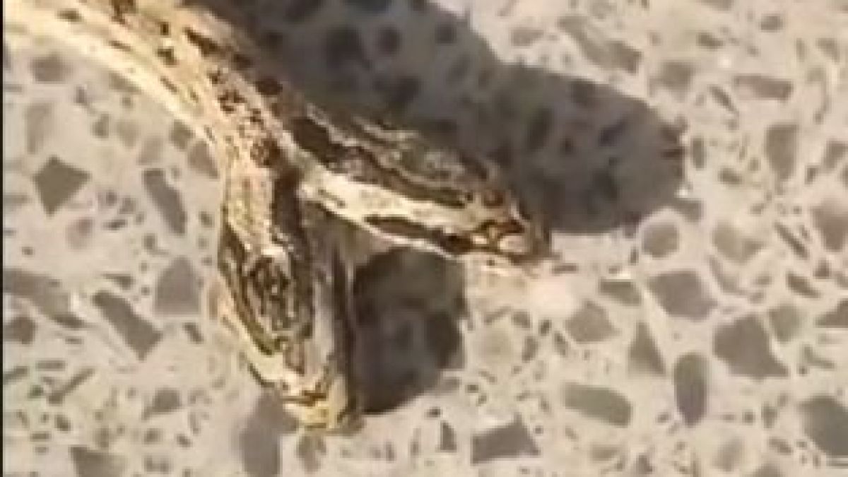 Рядка змия с две глави втрещи китайски фермер ВИДЕО 