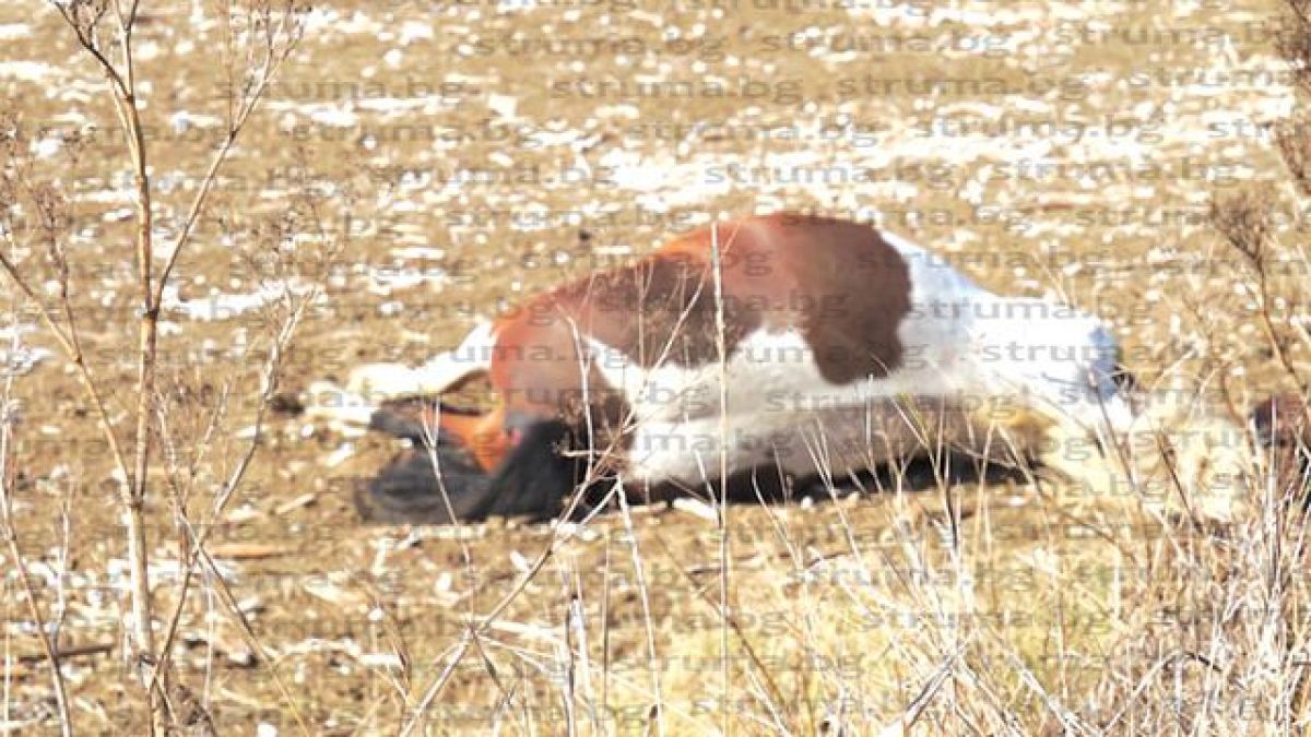 Кобила скочи на капака на микробус и стана голяма беля 