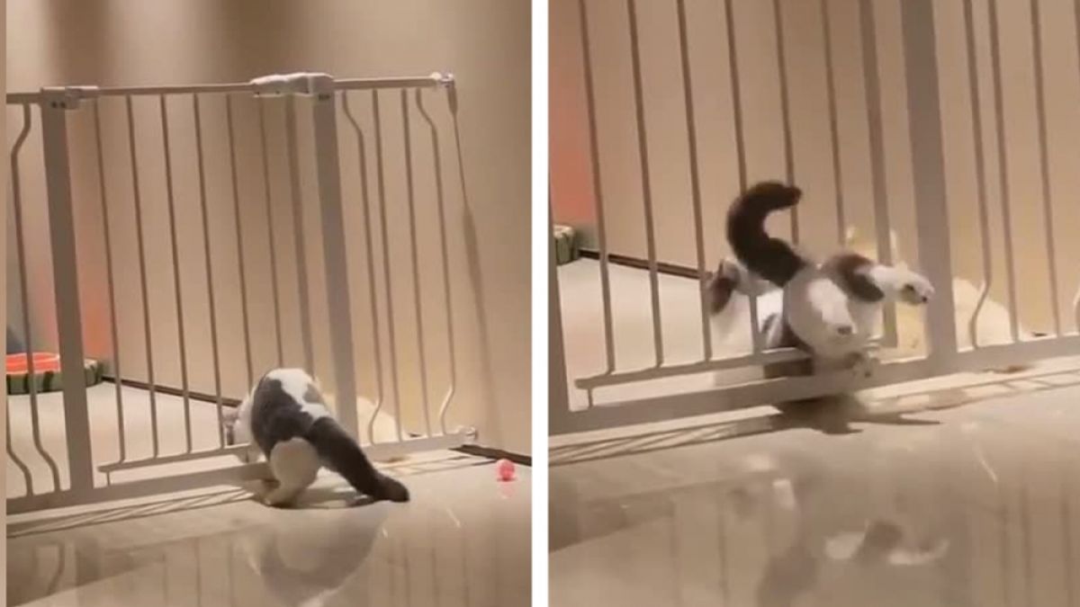 Самоуверен котарак се провали и разсмя всички ВИДЕО