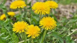 Направо не е за вярване какви лечебни свойства има глухарчето