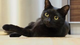 Мъж замери полицай с котка, сега съжалява жестоко 