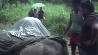 Това ВИДЕО 18+ с умиращ слон ще ви разтърси
