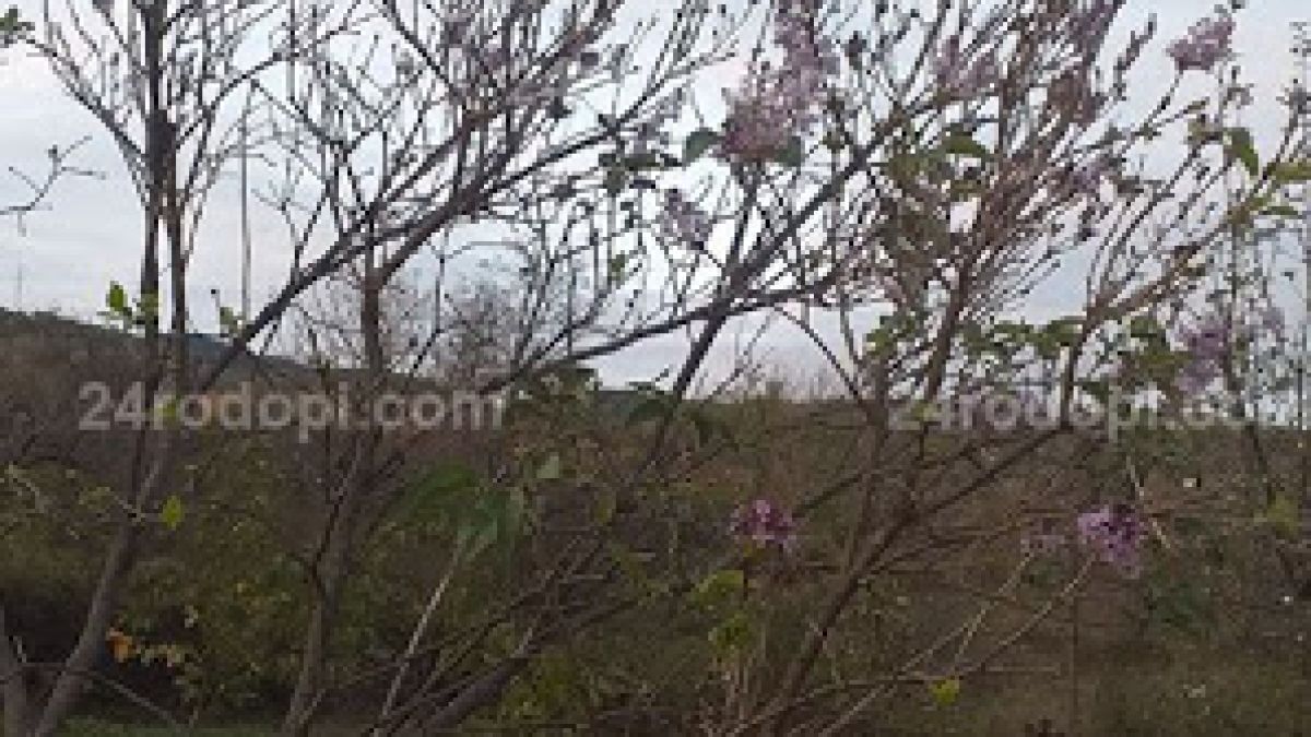 Необичайно явление зарадва хората в Рани лист, старците бият тревога СНИМКИ