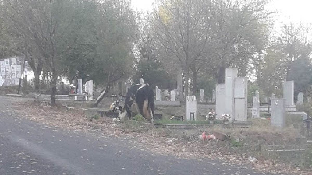 Грозна картина на гробищата в Кърджали само ден след Задушница СНИМКА