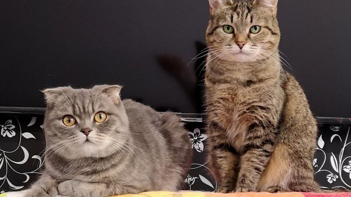 Котарак застана пред огледалото и разсмя всички СНИМКА