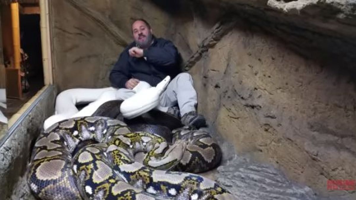 Косите ви ще настръхнат от това ВИДЕО с мъж и огромни гадни змии 