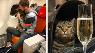 Твърде дебела котка не беше допусната в салона на самолета и я пратиха в бизнес класа
